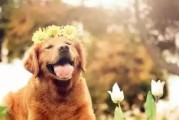 狗狗骨折也分类型？狗狗骨折了怎么处理？