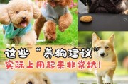 如何科学洗狗狗的澡？（掌握合适的洗澡周期，让宠物更健康）