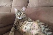 猫咪肚子发炎的治疗方法（了解原因，从根本上解决问题）