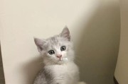 银渐层猫的魅力与特点（探索银渐层猫的神秘之处——毛色、性格和历史）