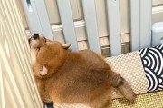 纯种柴犬的特征及价格一览（探寻纯种柴犬的独特之处和市场价值，了解它们的魅力与成本）