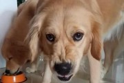 如何纠正泰迪犬护食行为（让宠物健康成长，远离护食困扰）