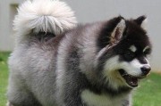 探寻阿拉斯加短毛犬的魅力（了解这个品种的特点和训练方法）