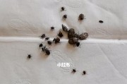 宠物蜱虫防治必读（出生几天的小狗身上发现蜱虫怎么办？）
