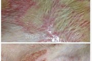 如何正确治疗宠物狗狗湿疹？（宠物狗狗湿疹的原因、症状和治疗方法）