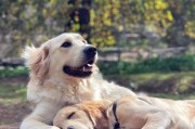 培养幼犬诚实性格的方法（以宠物为主，让你的幼犬做个诚实的好孩子）