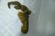 贵宾打虫药的使用频率（了解贵宾打虫药的正确使用方法，保护宠物健康）