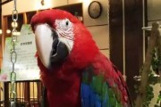 摩鹿加凤头鹦鹉饲养全指南（了解这种珍稀鸟类，让它健康快乐成长）
