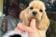 可卡犬的视力与品种关系（探究不同品种可卡犬的视力特点）