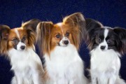 如何选择健康的蝴蝶犬（从营养到疾病，全方位考虑你的宠物健康）