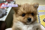 尴尬期？！我的狗狗怎么变丑了！（宠物爱好者必读，如何应对狗狗的尴尬期？）