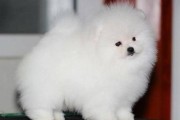 成年博美犬重量指标解析（从健康角度看待宠物饲养）