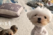 如何解决以马尔济斯犬不吃东西的问题？（针对性治疗，培养好习惯，让宠物健康成长）