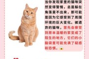 解决猫咪记仇问题的三个方法（帮助猫咪重回主子的怀抱）