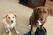 狗狗之间的沟通方式剖析（探究狗狗们如何用语言和行为相互交流）