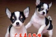 以可蒙犬幼犬喂养的注意事项（如何合理喂养以可蒙犬幼犬，避免健康问题？）