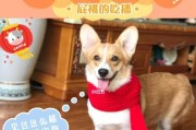 宠狗食物中的九大威胁（如何避免宠狗进食有害食物）