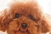贵宾犬的饲养全指南（打造健康、快乐的贵宾犬生活）
