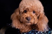 贵宾犬的性格特点及饲养注意事项（探索贵宾犬的温顺可爱与饲养之道）
