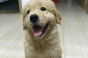 金毛犬卵子的寿命究竟有多长？（探讨金毛犬卵子的寿命及其影响因素）