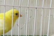 金丝雀的饲养方法详解（养金丝雀，这些知识一定要掌握）