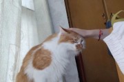 摸头对猫咪的含义剖析（探秘猫咪喜爱的摸头方式及其含义）