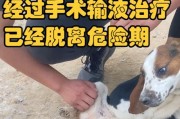 狗狗子宫脱出的药物治疗方法（解决狗狗子宫脱出的有效药物及预防措施）