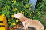 如何让宠物小狗学会定点上厕所（让你的爱犬告别乱拉乱撒，定点上厕所神器大揭秘）