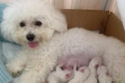 比熊犬的全面饲养指南（从幼年到老年，掌握正确的比熊犬养护方法）