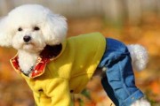六个方法让你的贵宾犬变得干净亮丽（以最科学的方式打造完美宠物形象）
