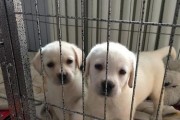 宠物狗如何补奶（为您揭秘宠物狗产后补奶的绝招）