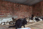 母猫死胎的症状及处理方法（了解母猫死胎症状可及时处理保护母猫健康）