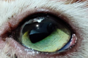 猫眼坏死症：48小时救回穿孔角膜的真实病例