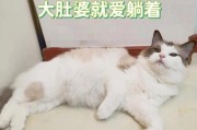 母猫怀孕了，准备什么？（了解母猫怀孕前的必备准备工作及注意事项）