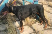 以杜宾犬可以吃糖吗？（探究杜宾犬是否适合食用糖，为您的爱犬健康把关！）
