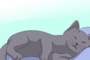 猫咪得了球虫，你需要了解的症状和治疗方法（保护你的爱猫免受球虫的伤害，提前预防为上策）