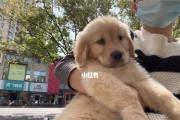 如何训练金毛犬视野外蹲坐？（从宠物的视角出发，掌握训练技巧）