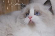 萌宠新高度——布偶猫的魅力（了解布偶猫，你会爱上它的！）
