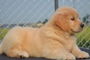 如何科学养护四个月大的金毛猎犬（宠物爱好者必看，掌握科学养犬技巧）