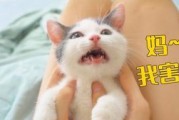 小奶猫的成长（探索奶猫从幼小到活泼的成长过程）