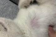 保护宠物健康，预防猫咪常见三种皮肤病（如何从日常护理入手，宠物更健康）