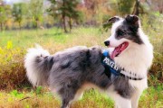 边牧犬便秘原因和预防（宠物健康必看，教你解决边牧犬便秘问题）