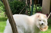 大白熊犬的魅力（探究大白熊犬的优点与受欢迎原因）