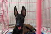 马犬价格及挑选健康幼犬指南（以马犬价格多少钱一只？如何挑选一只健康的马犬幼犬）