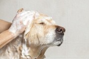 狗狗掉毛真凶Top10：第5个坑90%主人天天踩！