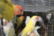 探索牡丹鹦鹉的魅力与特点（了解牡丹鹦鹉的品种、外观和行为习性）