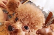 狗狗为什么不让亲嘴？（探究亲吻对狗狗的影响及原因）