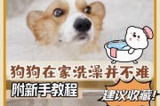 泰迪突然喝很多水，宠主要注意了！（如何解读泰迪喝水的行为？如何应对宠物饮水过多的问题？）