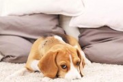 狗狗秋冬护理大全