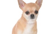 小型犬中最温顺的狗品种（亲密无间的陪伴家庭首选小型犬）